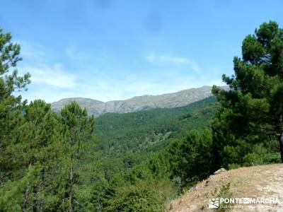 Pinares de la Angostura en Piedralaves;rutas senderismo cercedilla ruta sierra madrid